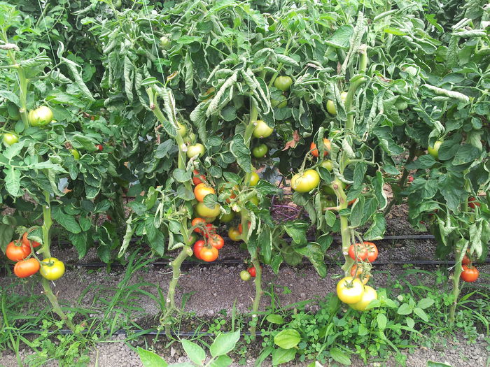 20140630_110018 - Tomate si ardei 2014