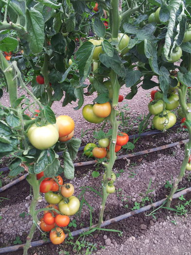 20140630_110024 - Tomate si ardei 2014