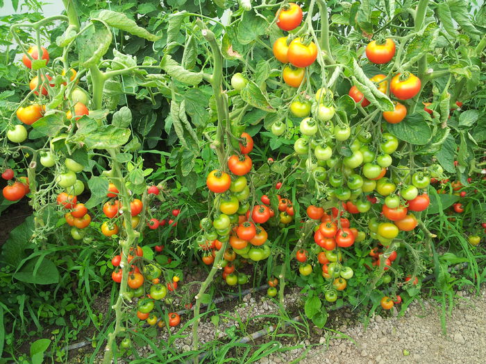 20140630_110031 - Tomate si ardei 2014