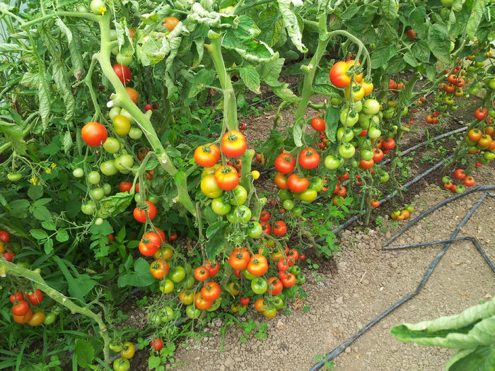 20140630_110040 - Tomate si ardei 2014