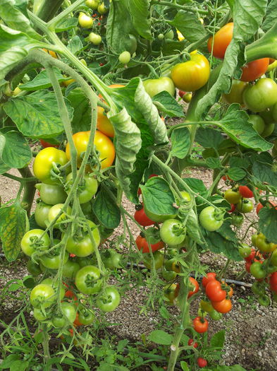 20140630_110136 - Tomate si ardei 2014