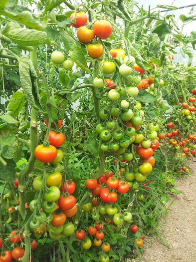 20140630_110148 - Tomate si ardei 2014