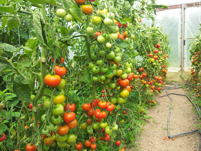 harzfeuer f1 - Tomate si ardei 2014