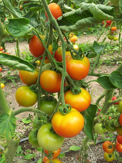20140630_110240 - Tomate si ardei 2014