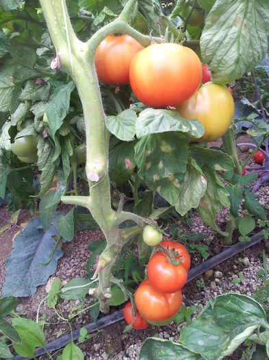 20140630_110320 - Tomate si ardei 2014