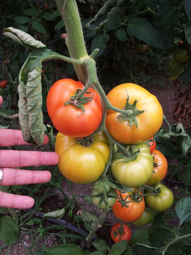 20140630_110343 - Tomate si ardei 2014