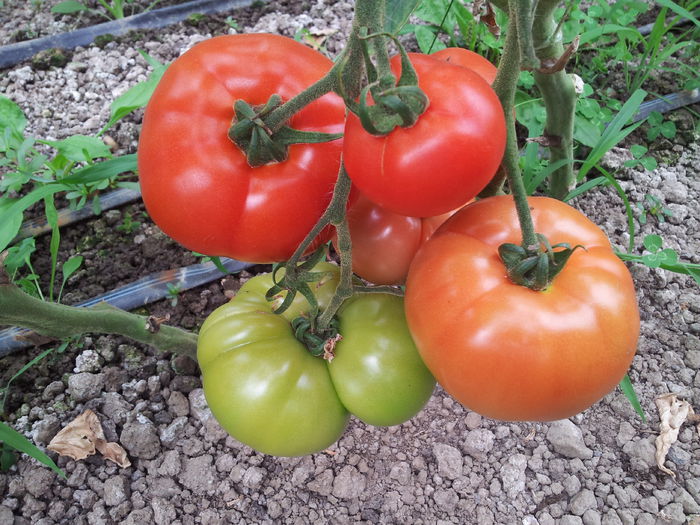 20140630_110356 - Tomate si ardei 2014