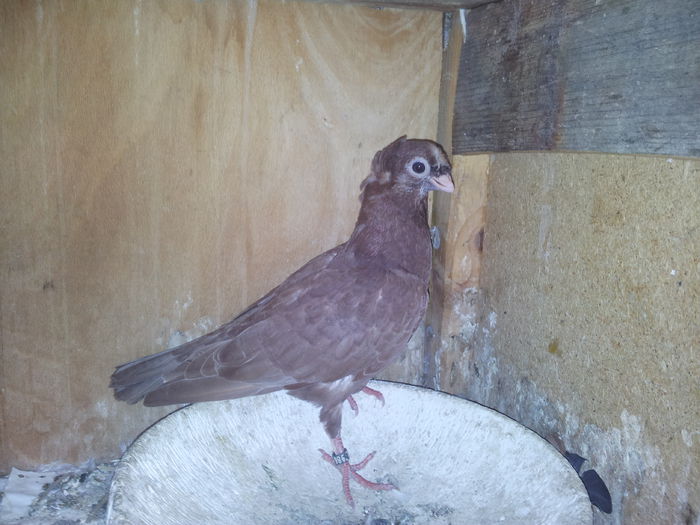 175818 - pui 2014 BM