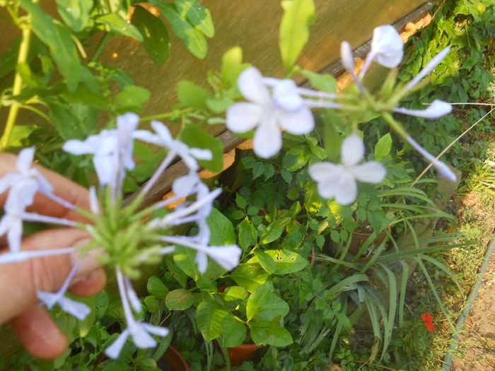 Plumbago bleo - Flori apartament