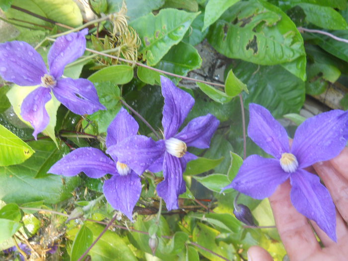 Infloreste toata vara - gradina flori 2014-2