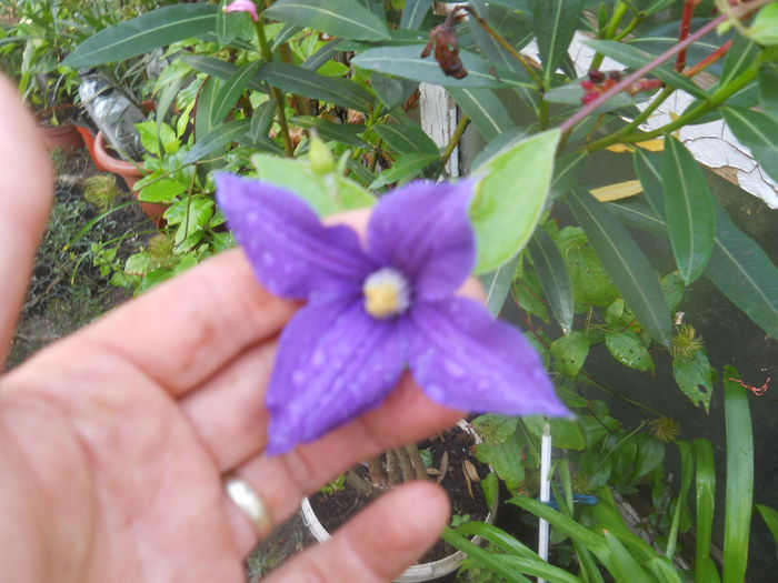 DSCN8514 - gradina flori 2014-2