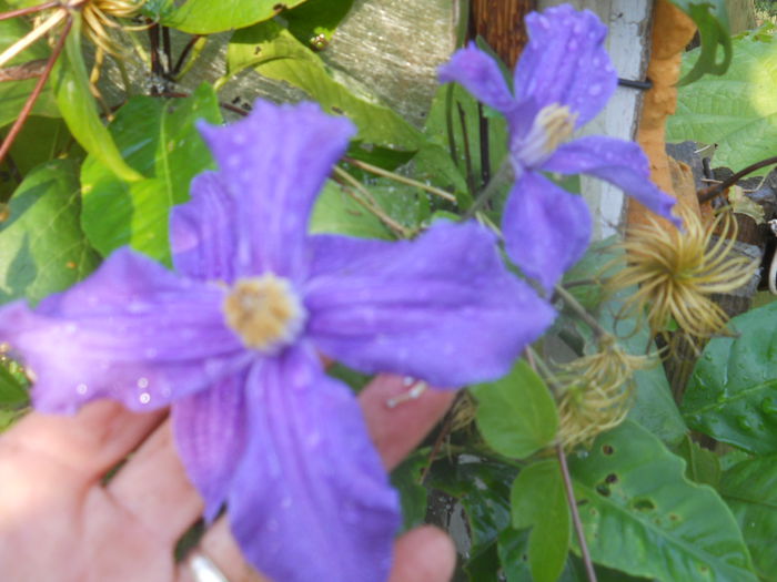 DSCN8515 - gradina flori 2014-2