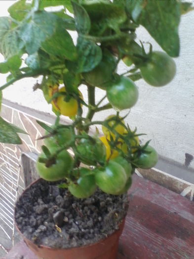 rosii de ghiveci-galbene - a-a GRADINA DE LEGUME-2014