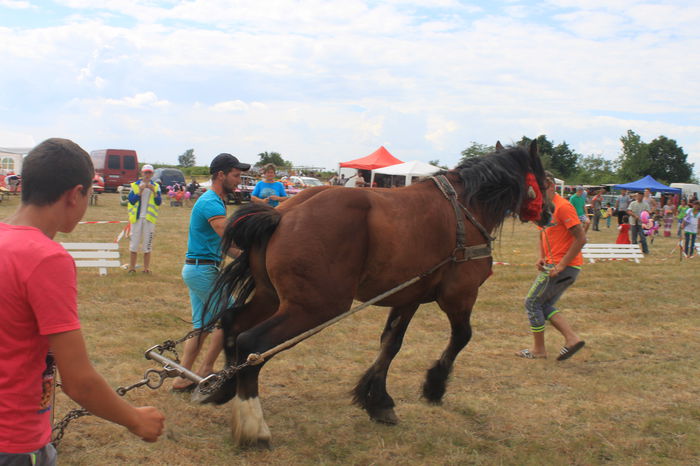 IMG_0589 - EXPO CAI RUSENI 2015 SATU MARE