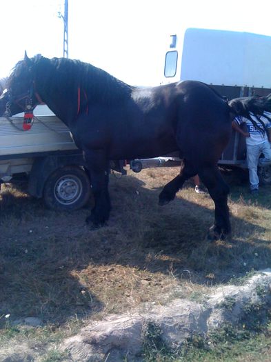 IMG_1153 - EXPO CAI RUSENI 2015 SATU MARE