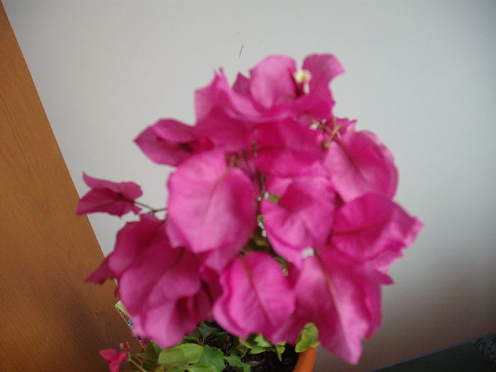 DSCF1346 - BOUGAINVILLEA