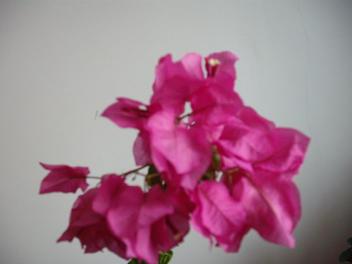 DSCF1348 - BOUGAINVILLEA