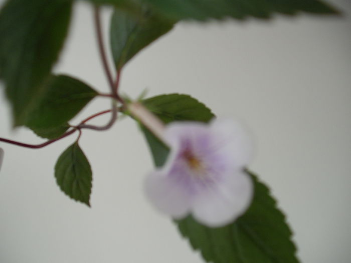 DSCF1366