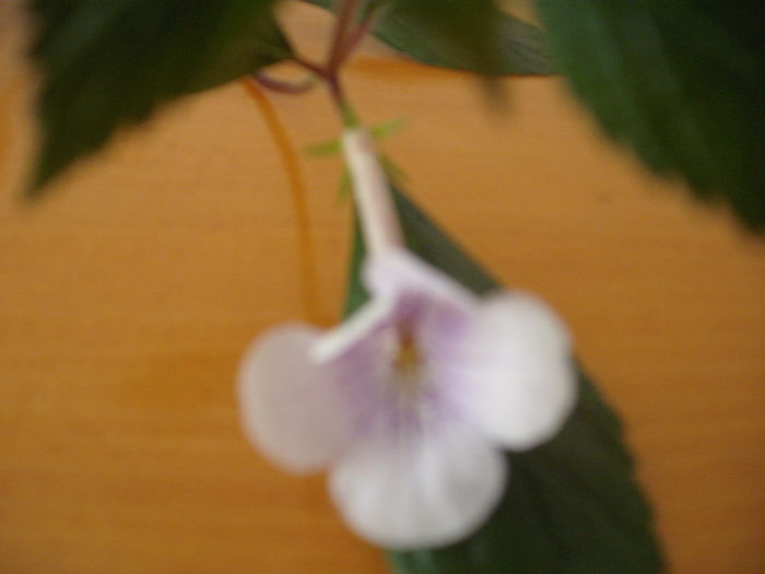 DSCF1369 - ACHIMENES