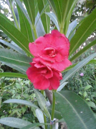  - florile mele
