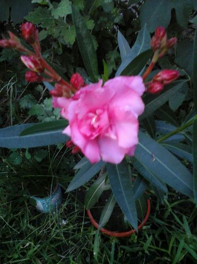 - florile mele