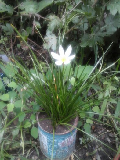  - florile mele