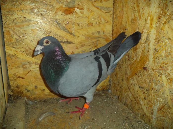 Copy (2) of Picture 003; M 2008
