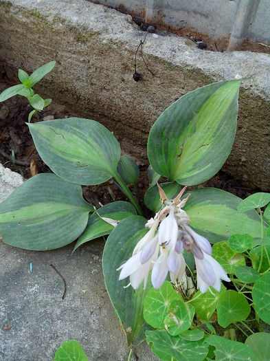 IMG_20140809_134319 - HOSTA 2014