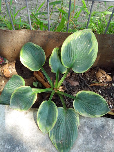 IMG_20140809_134331 - HOSTA 2014