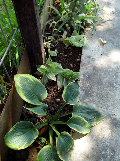 IMG_20140809_134459 - HOSTA 2014