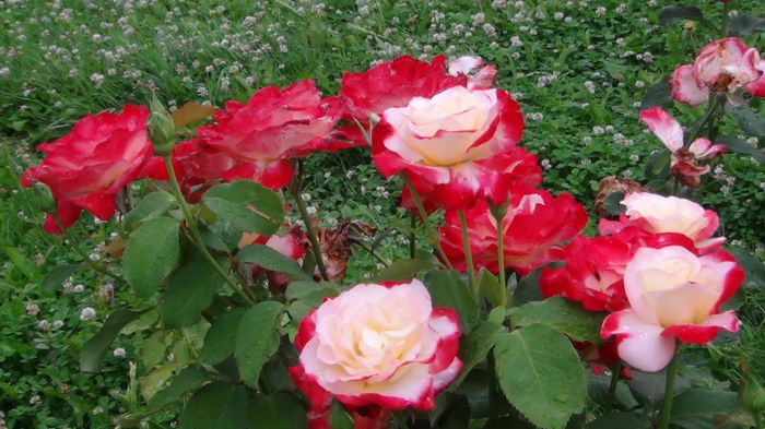 DSC03705 - i-trandafiri2014-2