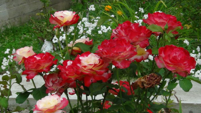 DSC03725 - i-trandafiri2014-2