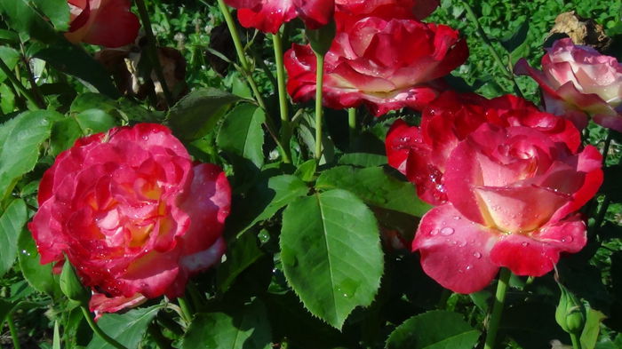 DSC03731 - i-trandafiri2014-2