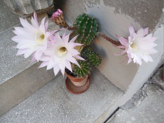 Cactus - A inflorit Cactusul
