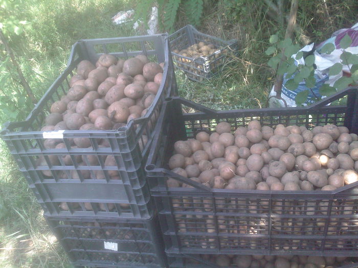 cartofii mei