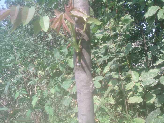 nuc altoit in iulie - Productie 2014