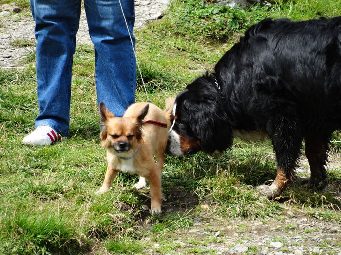 DSC01473 - Transfagarasan