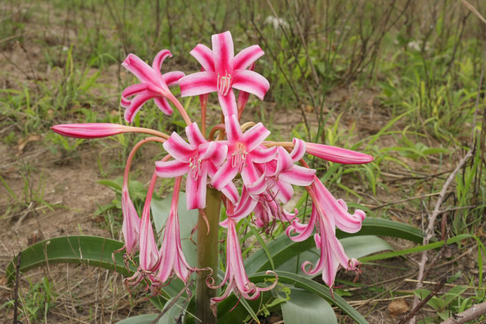 crinum delagoense - BULBI -raritati indisponibil