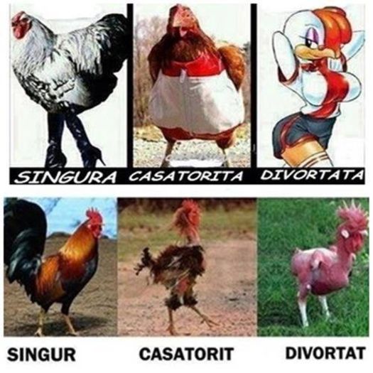 EVOLUTIA FEMEII SI A BARBATULUI IN SCHEMA CU GAINA SI COCOSUL