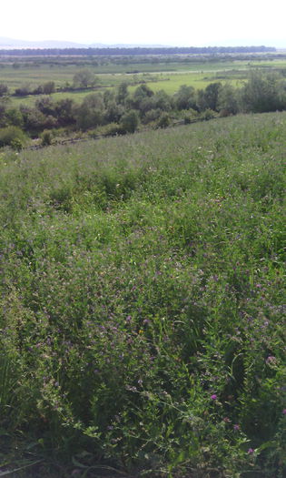IMG_20140803_180018