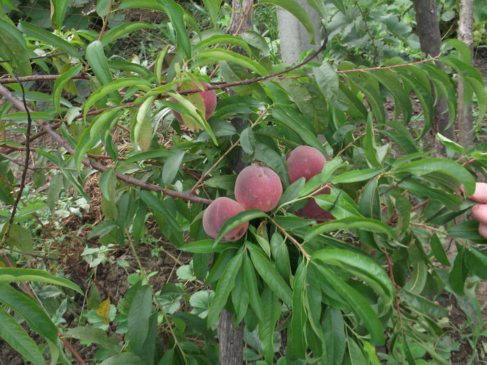 ..........PIERSICI - FERMA BRUZU -LECHINTA