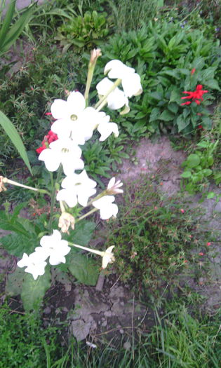 IMG_20140803_203634