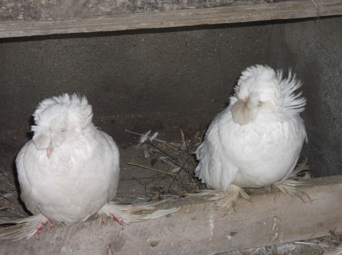 DSCF6396 - TOBOSARI DE BUHARA