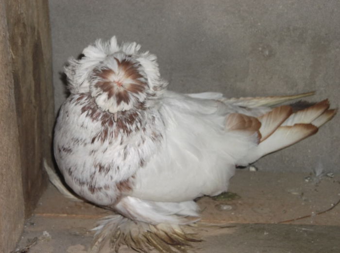 DSCF6398 - TOBOSARI DE BUHARA