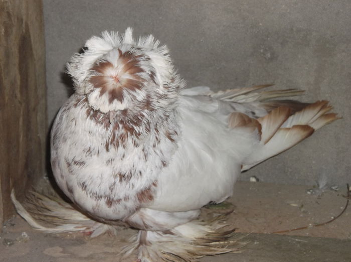 DSCF6399 - TOBOSARI DE BUHARA