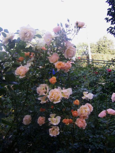 amber sun - trandafiri brasov2014