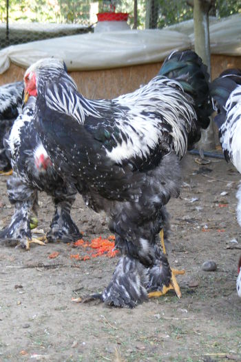 COCOSI BRAHMA 2014 (5)