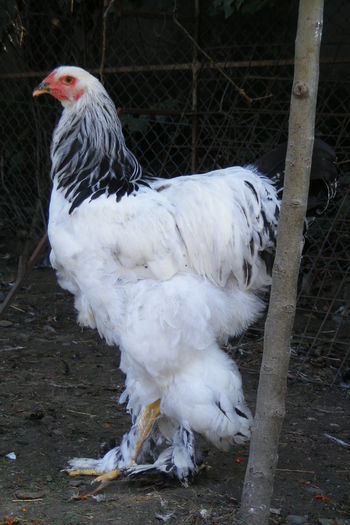 COCOSI BRAHMA 2014 (8)