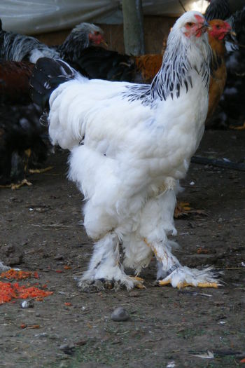 COCOSI BRAHMA 2014 (13)