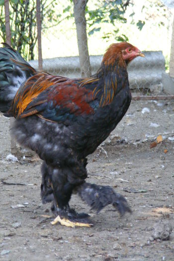 COCOSI BRAHMA 2014 (14)